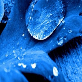 iPhone 5 Wallpaper (macro): dew on leaf